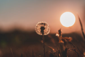 Dandelion, Taraxacum erythrospermum, seeds, sunset, Swabian Jura, Baden-Württemberg, Germany, Europe Dandelion, Taraxacum erythrospermum, seeds, sunset, Swabian Jura, Baden-Württemberg, Germany, Europe